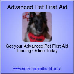 Advanced Pet First Aid Level 3 (VTQ)